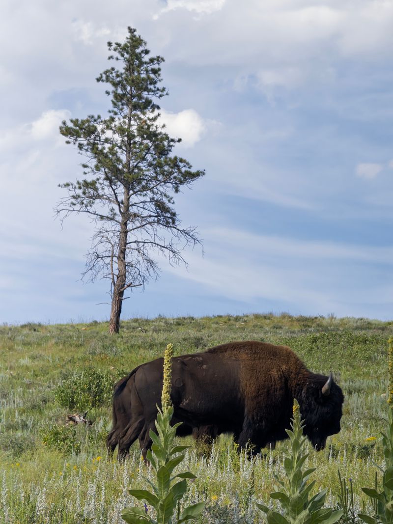 Buffalo | Summer 2025