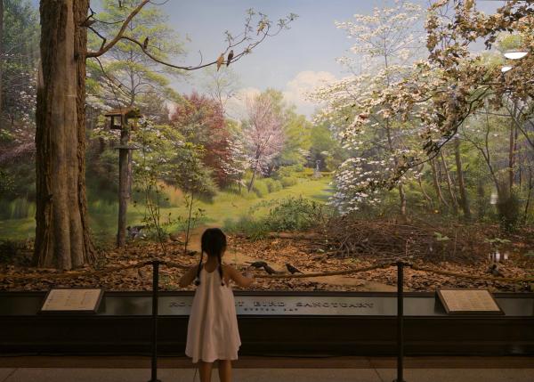 Natural History Museum | Summer 2025