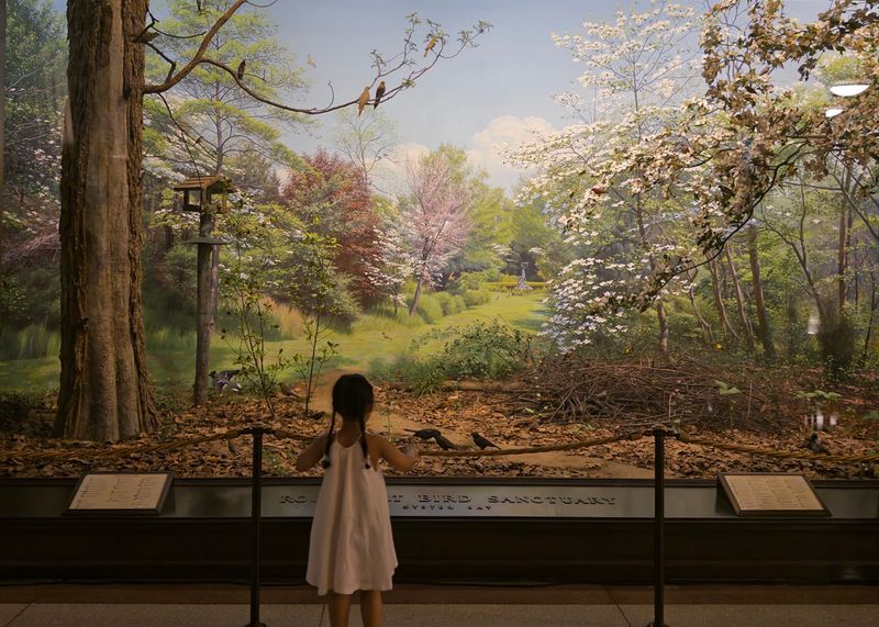 Natural History Museum | Summer 2025