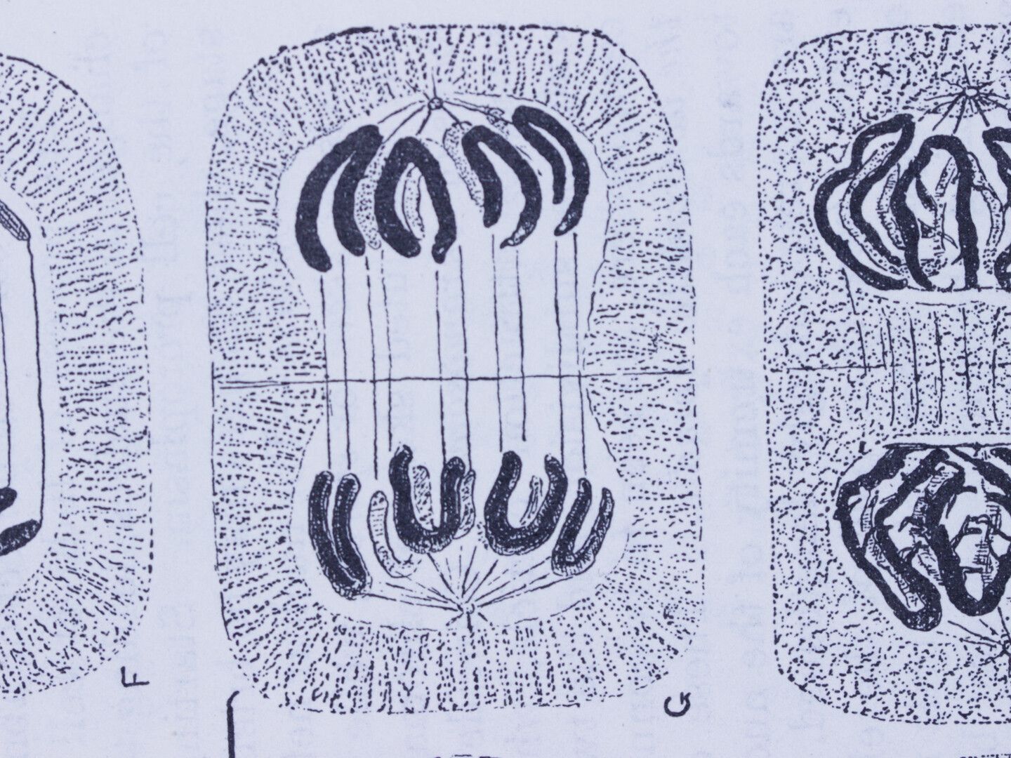 The Rabbit Always Dies