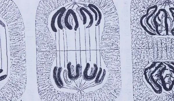 The Rabbit Always Dies