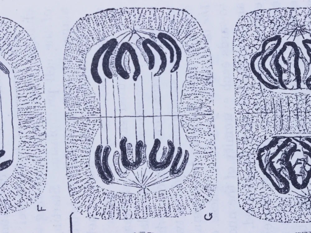 The Rabbit Always Dies