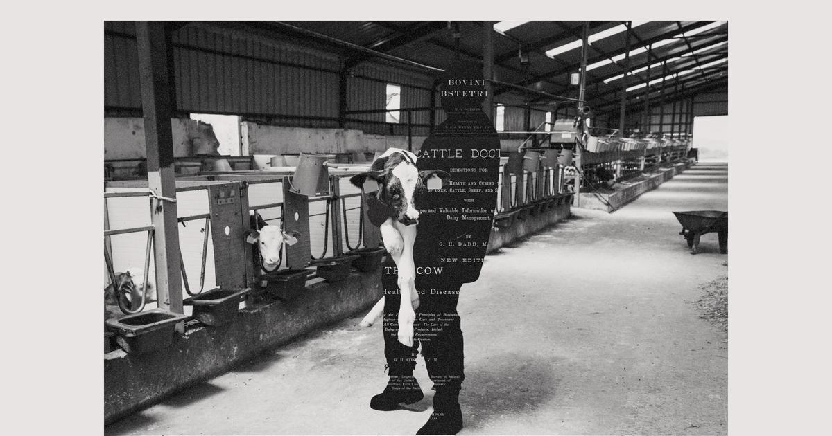 There’s a Shortage of Livestock Veterinarians and It’s Making Our Food