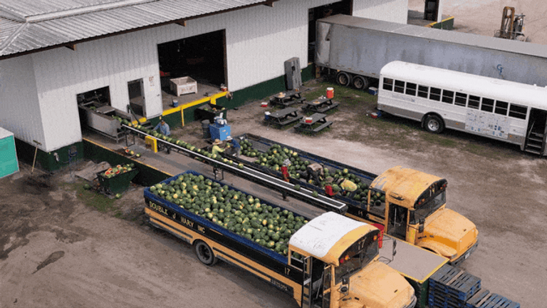 Line Loading Watermelons Hauling Watermelons in Souped-Up School Buses - Offrange