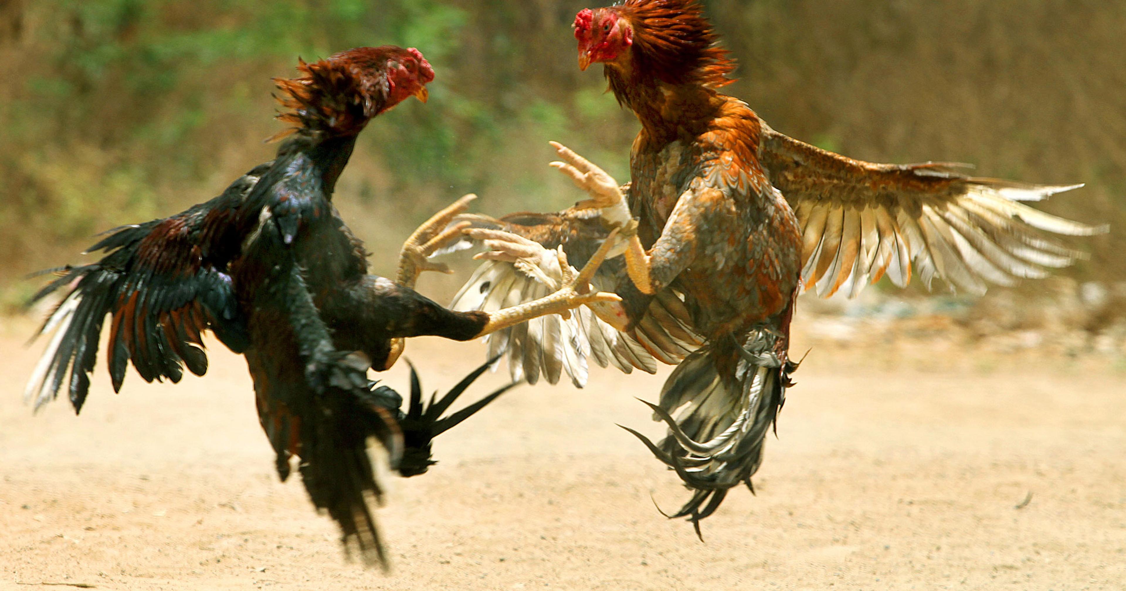 Metode Pelatihan Ayam Jago Versi Modern Dan Tradisional