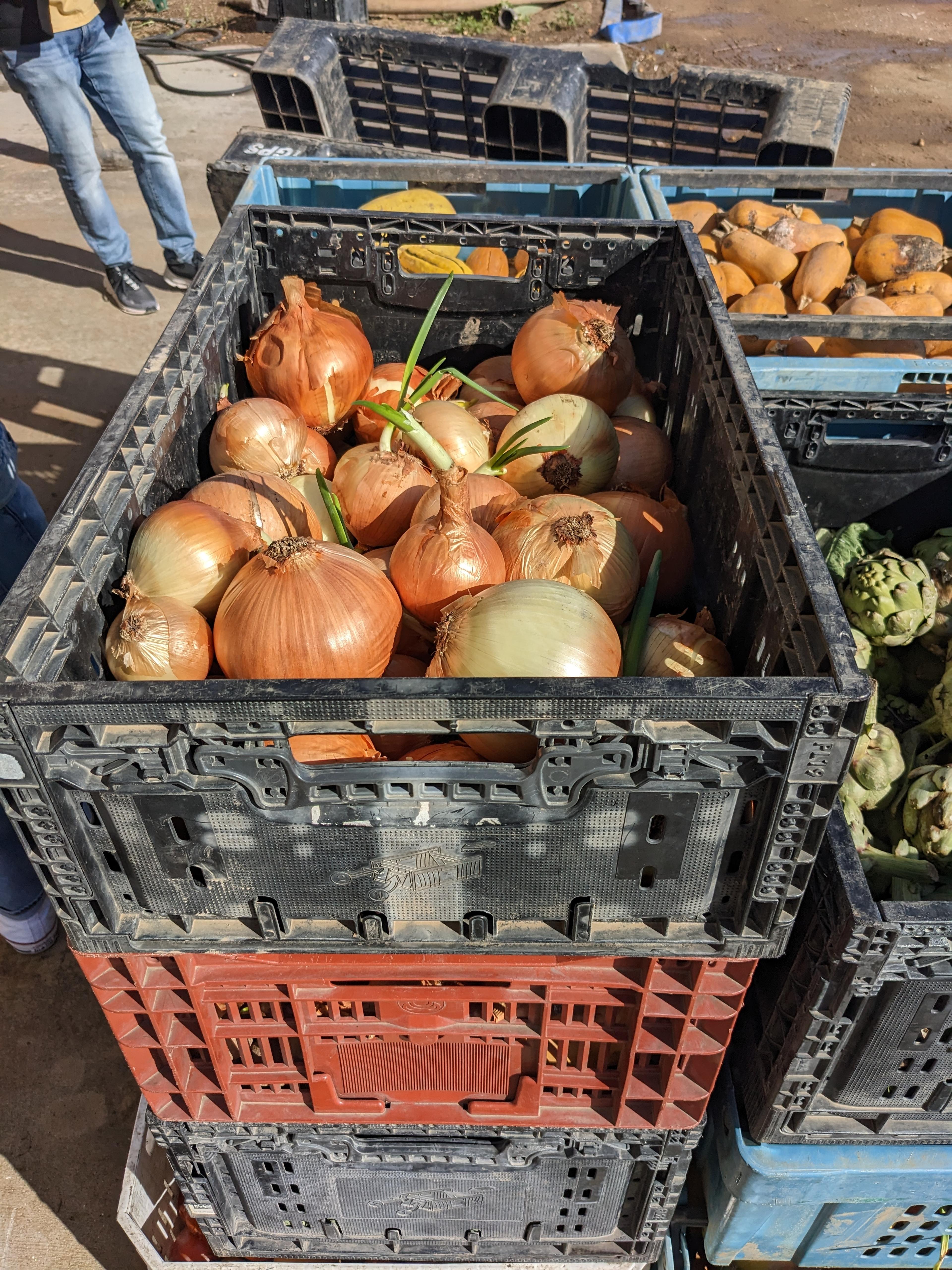Crates of onions grown on Spade & Plow's farm