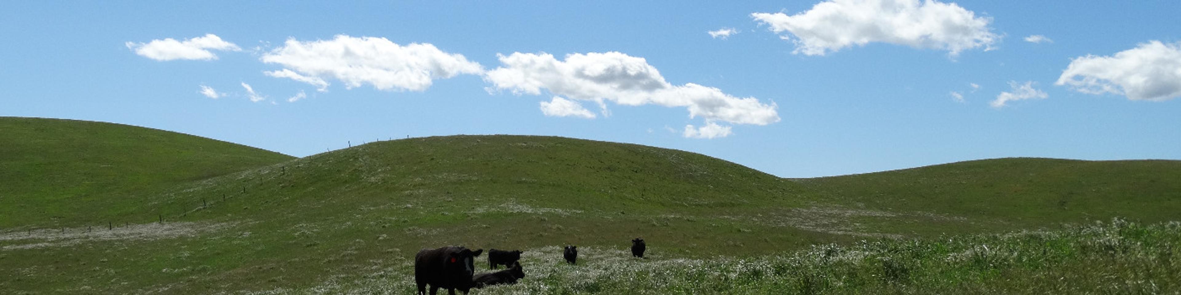 How Ambrook Wallet "eliminated the middleman" for Rocking 2R Cattle Company