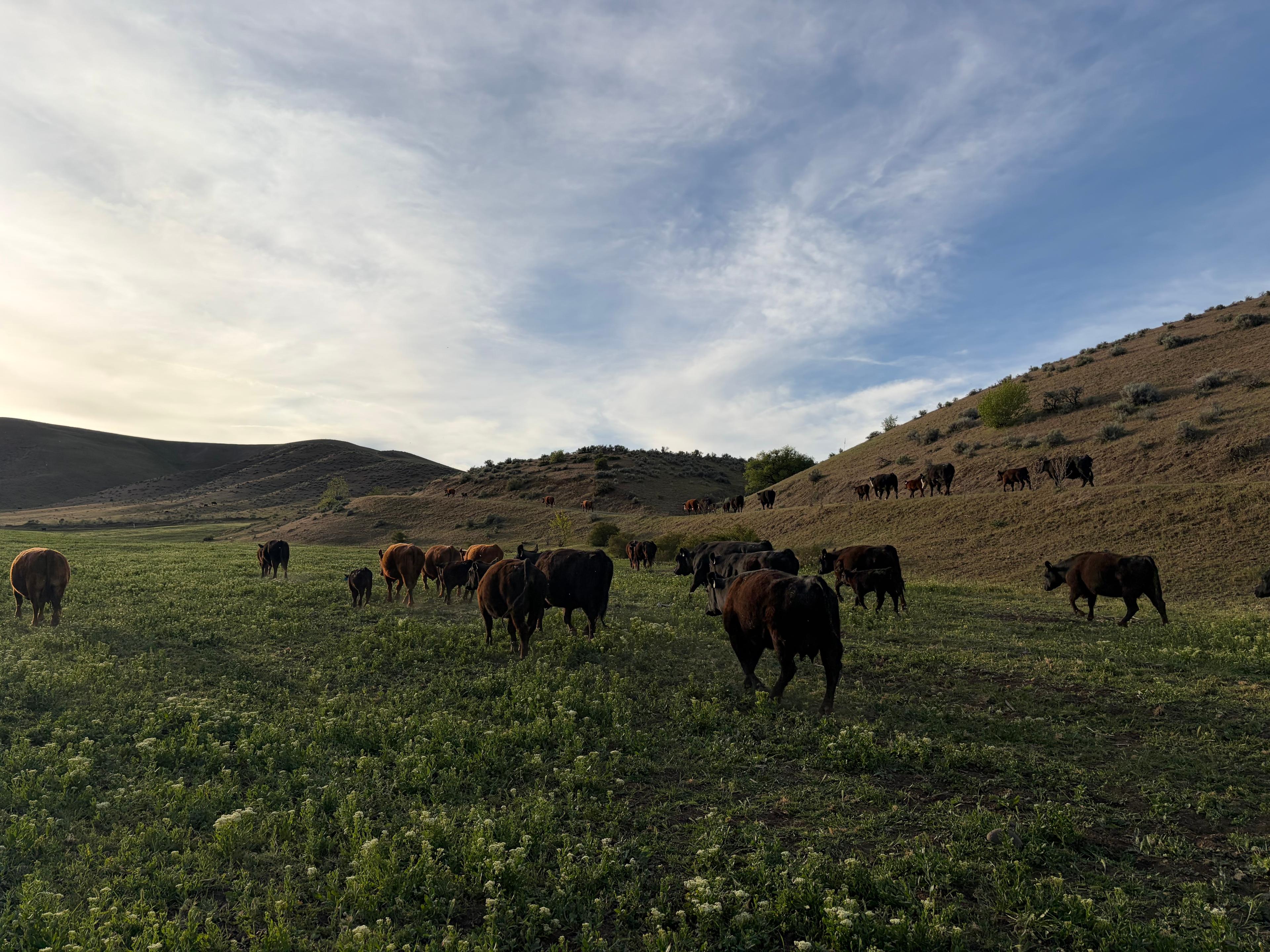Single Iron's cow-calf herd grazing across a green valley pasture.