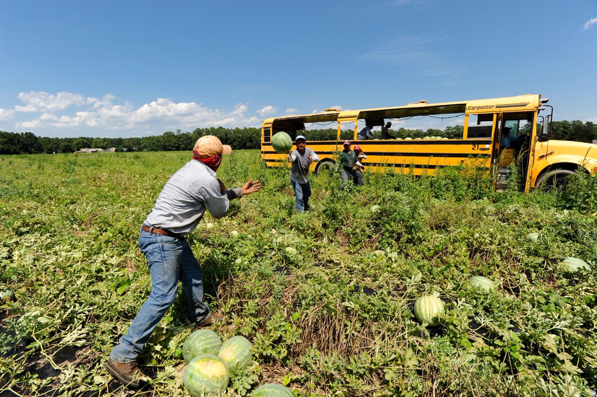 Hauling Watermelons in Souped-Up School Buses - Offrange