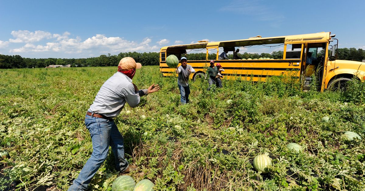 Hauling Watermelons in SoupedUp School Buses Ambrook Research