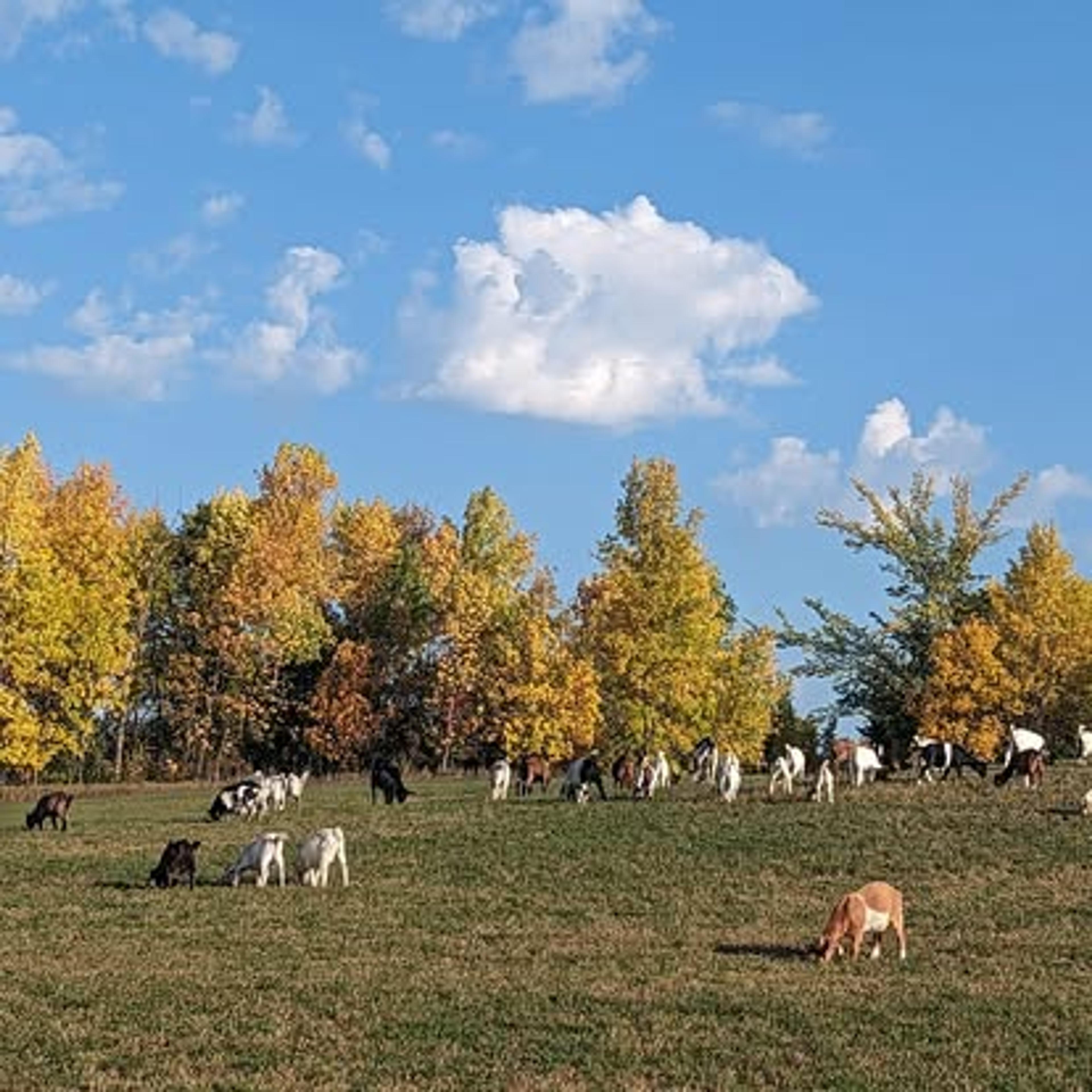 From side hustle to scalable: How a Minnesota farm saves hundreds of hours on bookkeeping