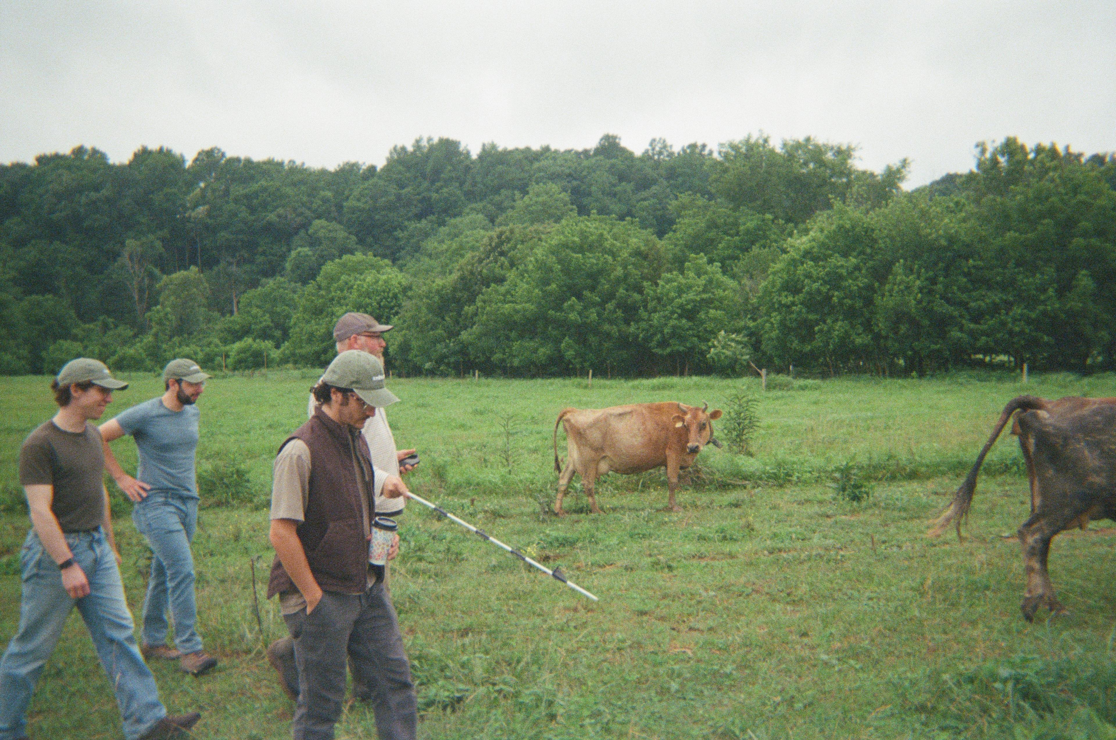Ambrook team members walk alongside cattle in the field.