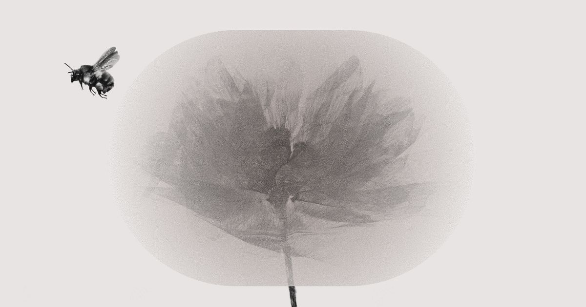 Fertilizer Is Making Flowers Repel Bumblebees Ambrook Research