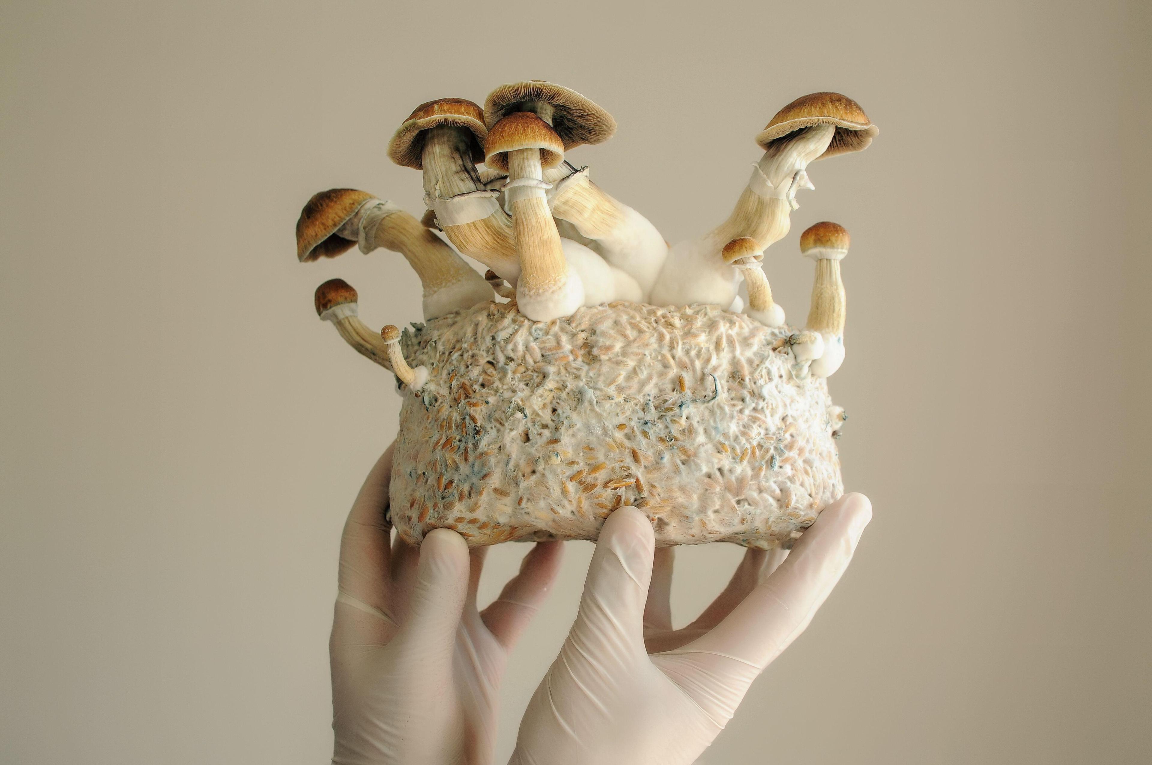 What Makes a Mushroom a Mushroom? How the Mycelium Debate Could