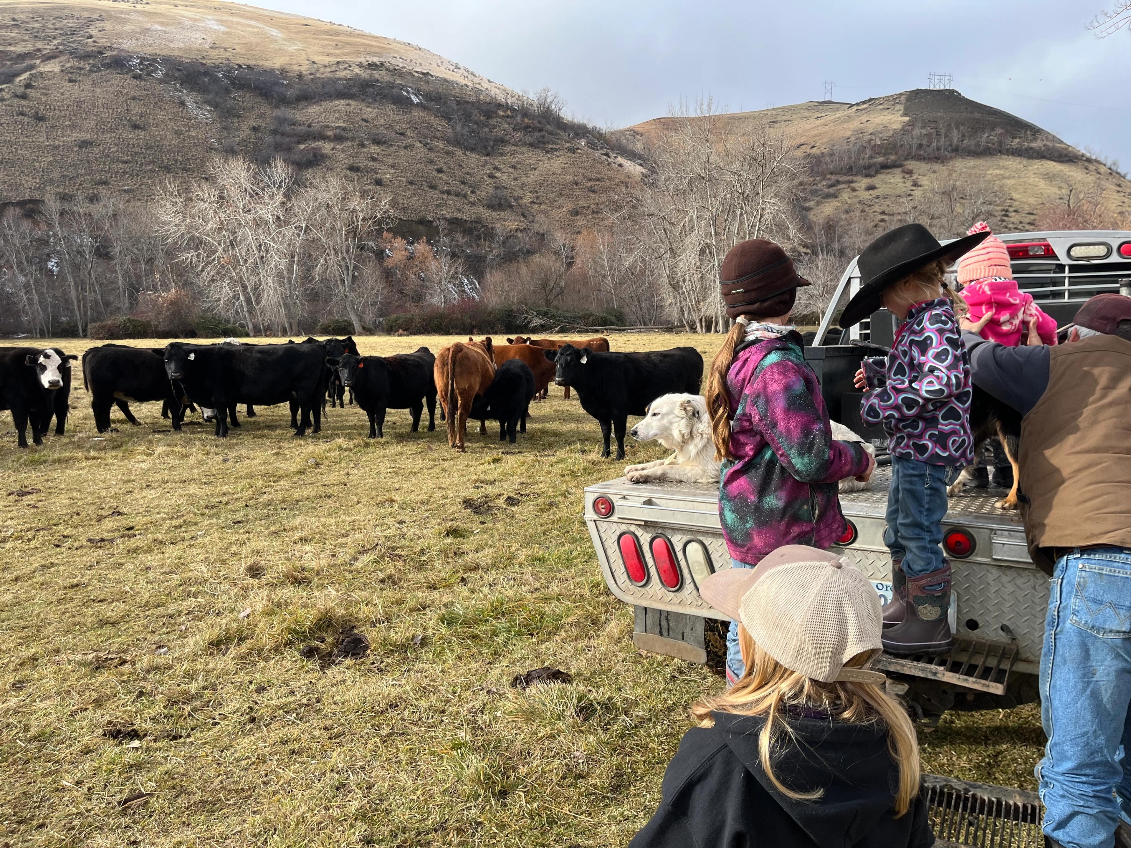 The Johnson children and a ranch dog watch the cattle herd from the back of a flatbed truck.