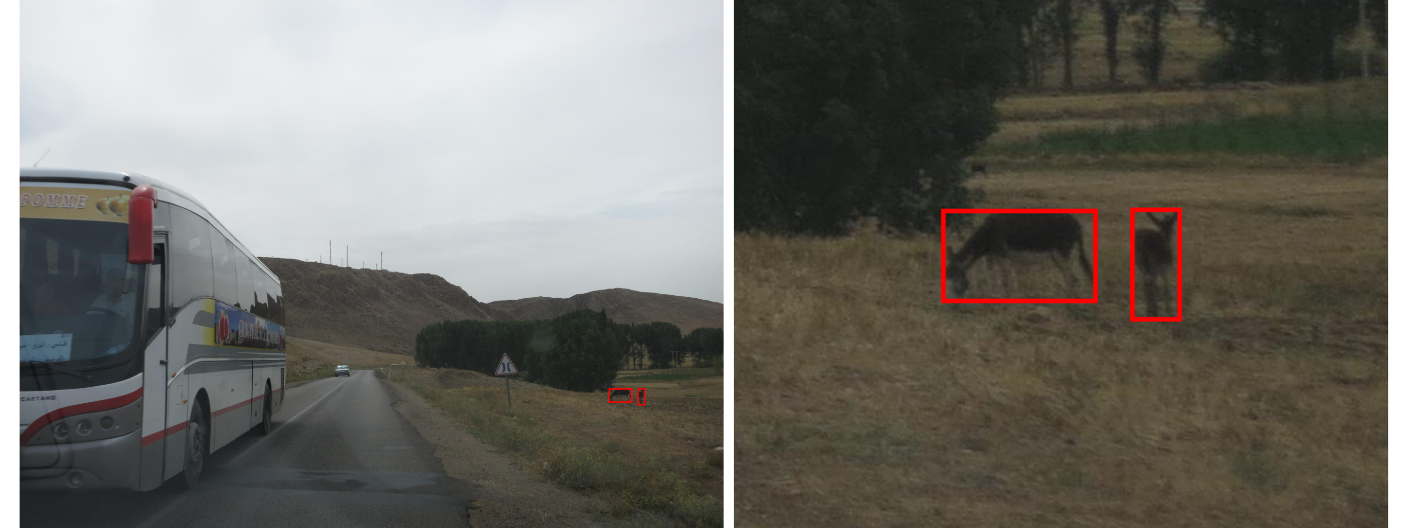 Left, the same roadside driving scene with two tiny red boxes near the field beside a road sign. Right, a zoomed-in crop of those boxes revealing two donkeys grazing in dry grass, each marked with a red bounding box.