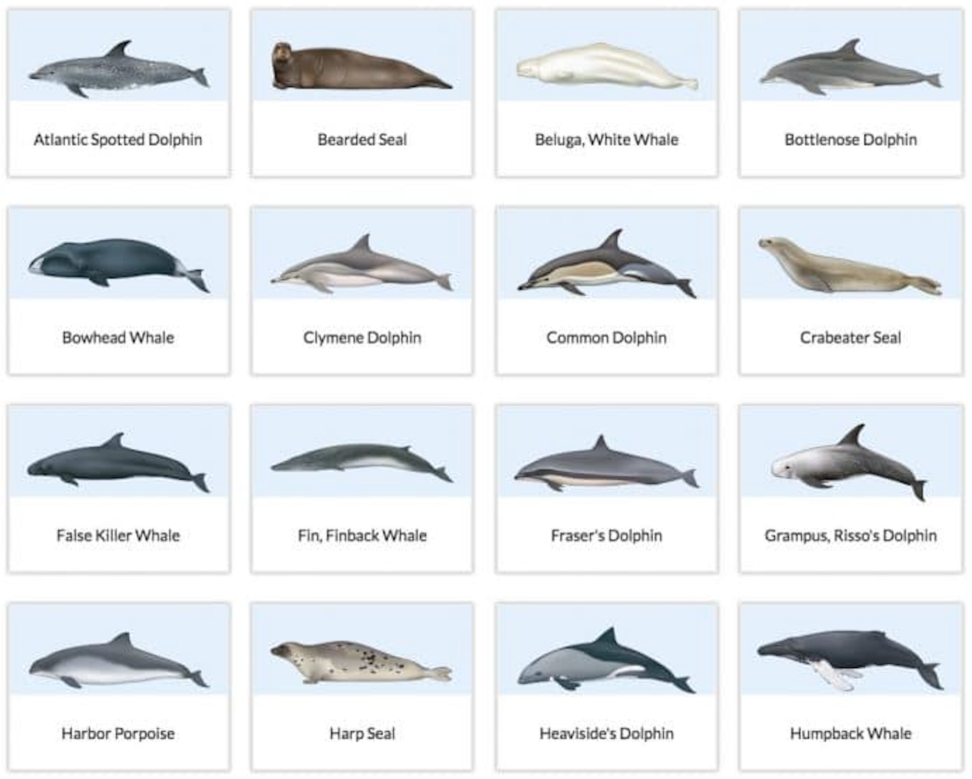 The Watkins Marine Mammal Sound Database from the New Bedford Whaling Museum and Woods Hole Oceanographic Institution, with illustrated entries for each species.
