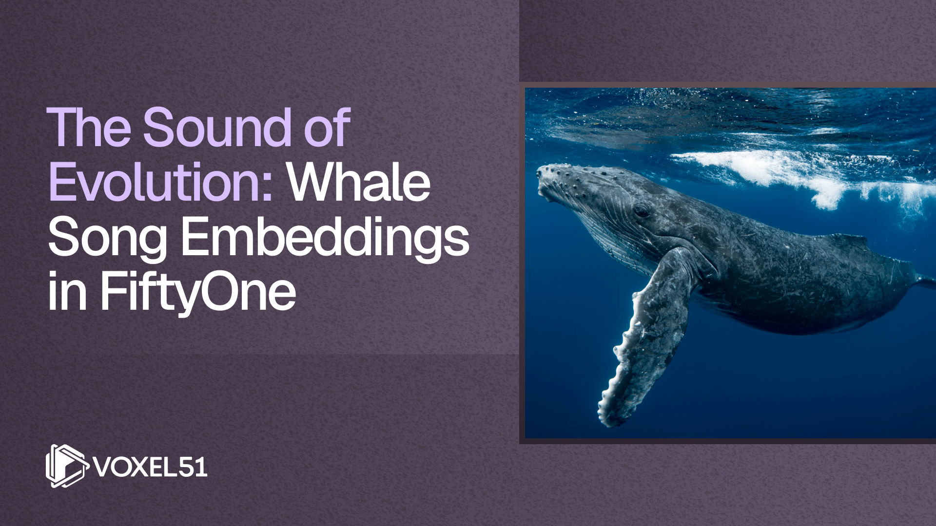 The Sound of Evolution: Whale Song Embeddings in FiftyOne