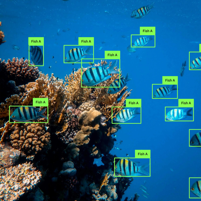Underwater coral reef scene with multiple striped fish detected and bounding-boxed, each labeled "Fish A."