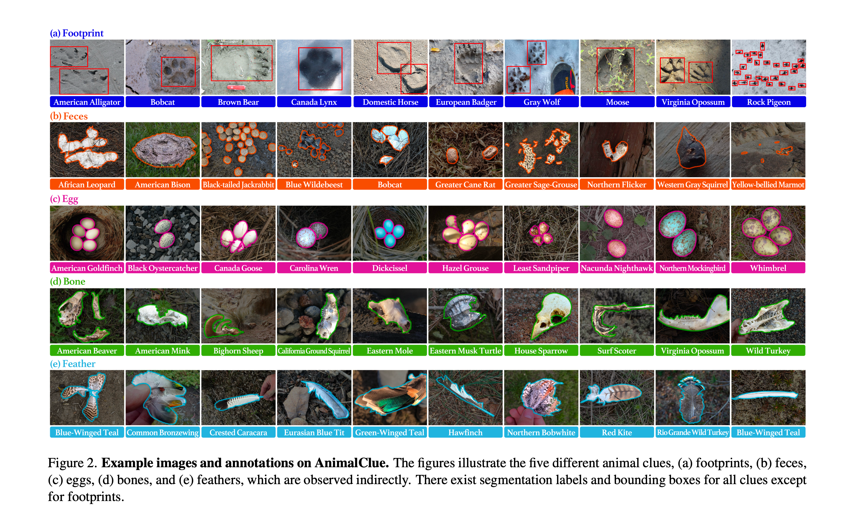 ICCV 2025: Multimodal AI image and annotations example in conservation.