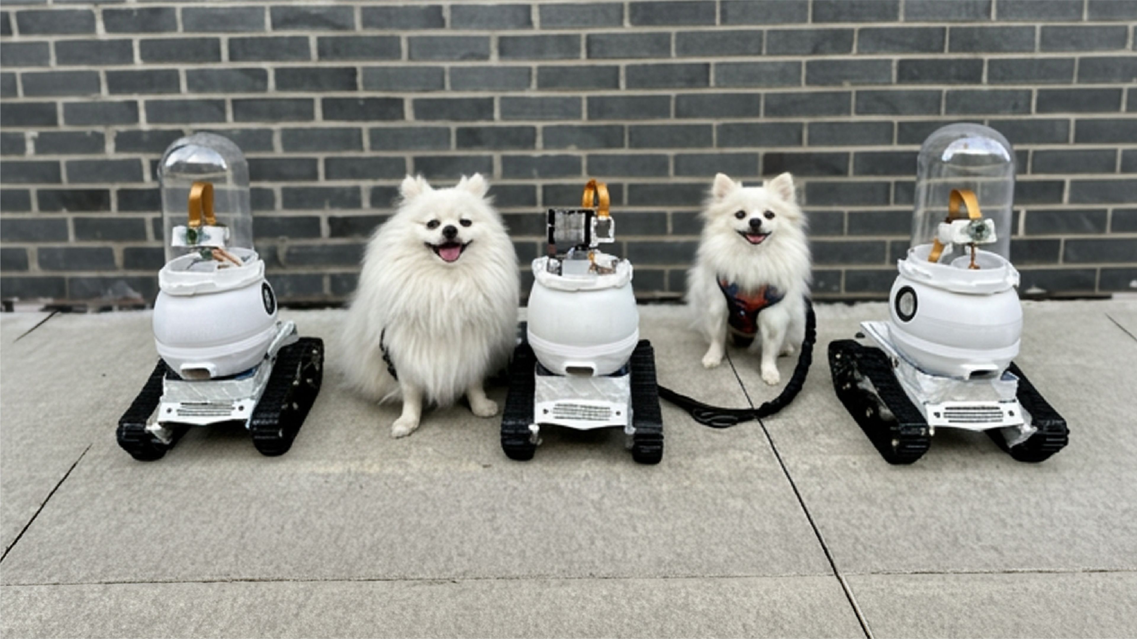 Three white tracked WIM-Z prototype robots lined up on a sidewalk between two white Pomeranians in front of a grey brick wall.