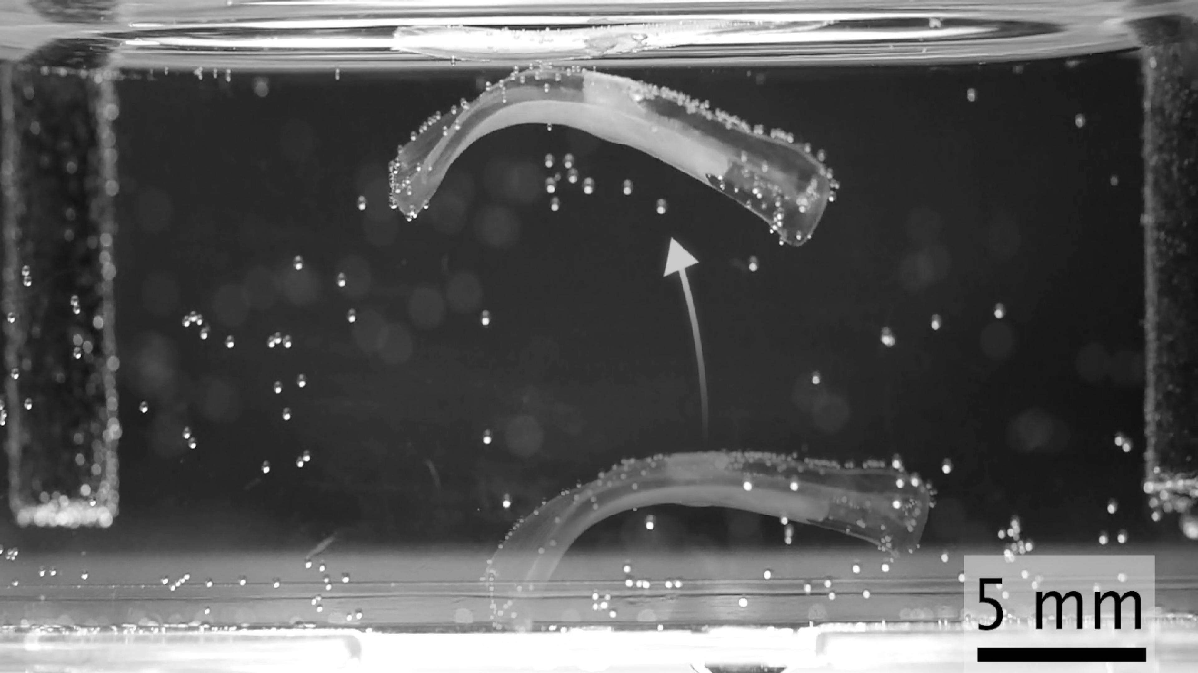 ETH Zurich Engineers Create Tiny Robots Powered by Mouse Muscle