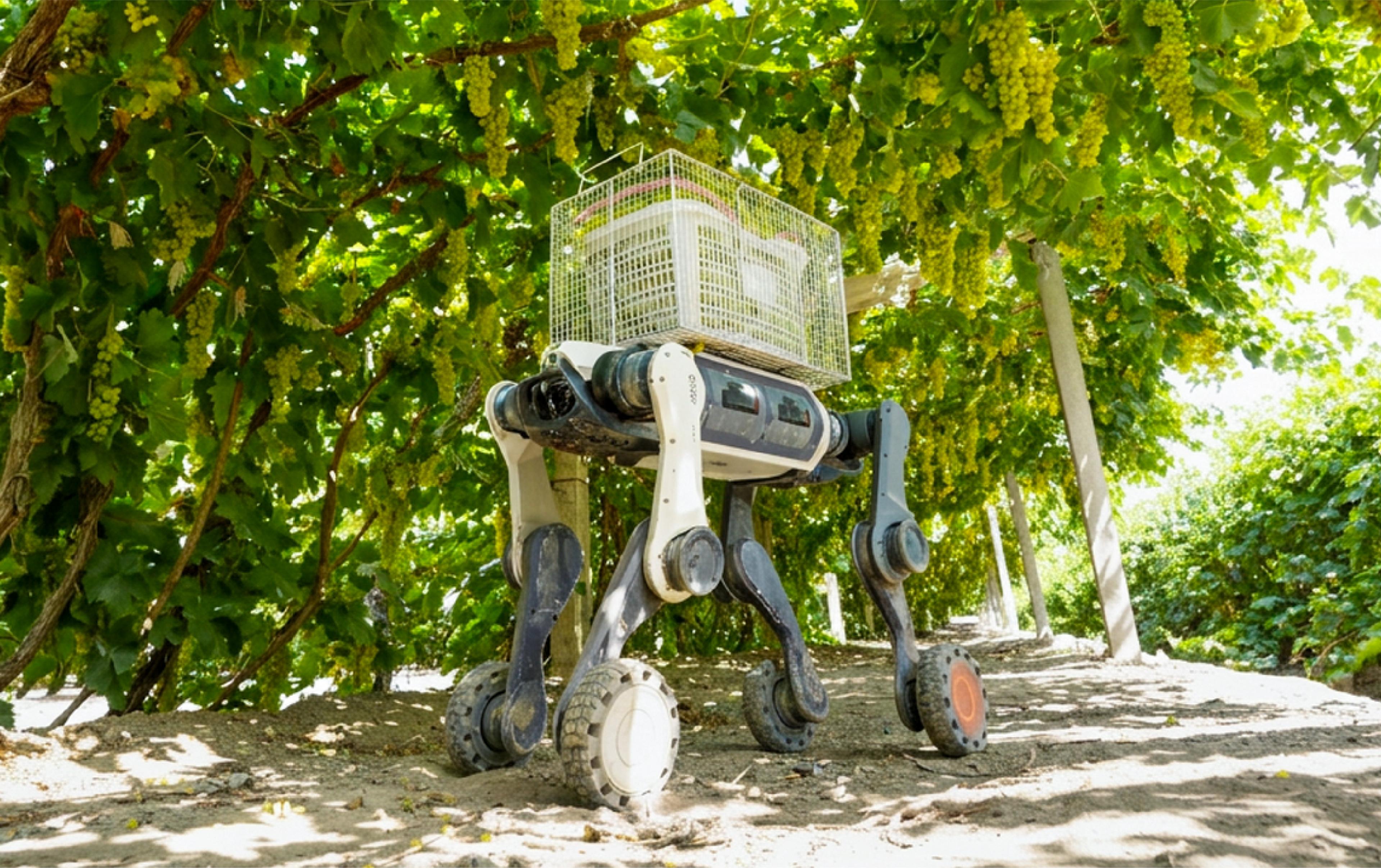 A four-legged robot with a wheel on each foot stands on sandy ground under a canopy of grape vines, carrying a white plastic crate on its back.