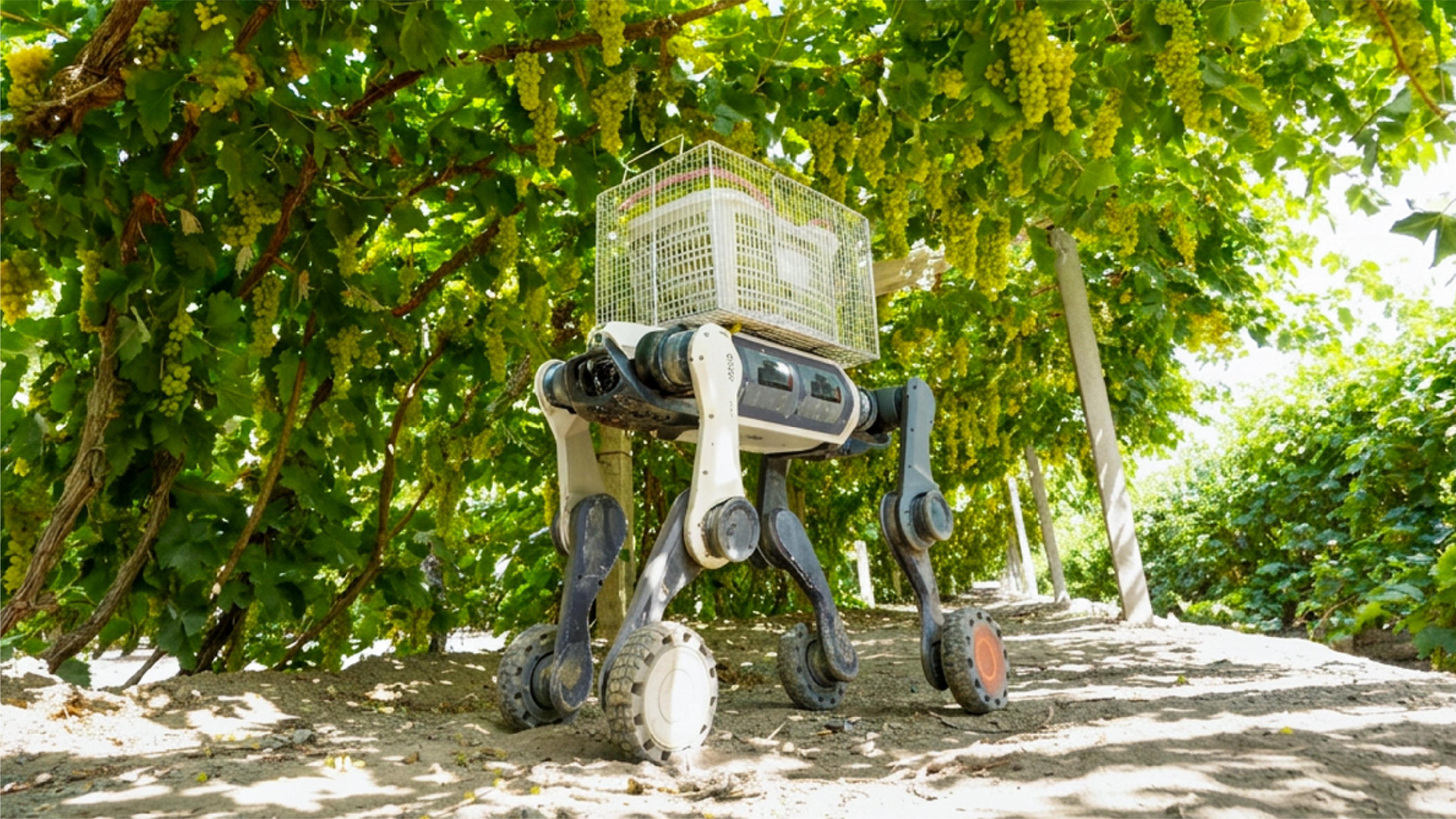 A four-legged robot with a wheel on each foot stands on sandy ground under a canopy of grape vines, carrying a white plastic crate on its back.
