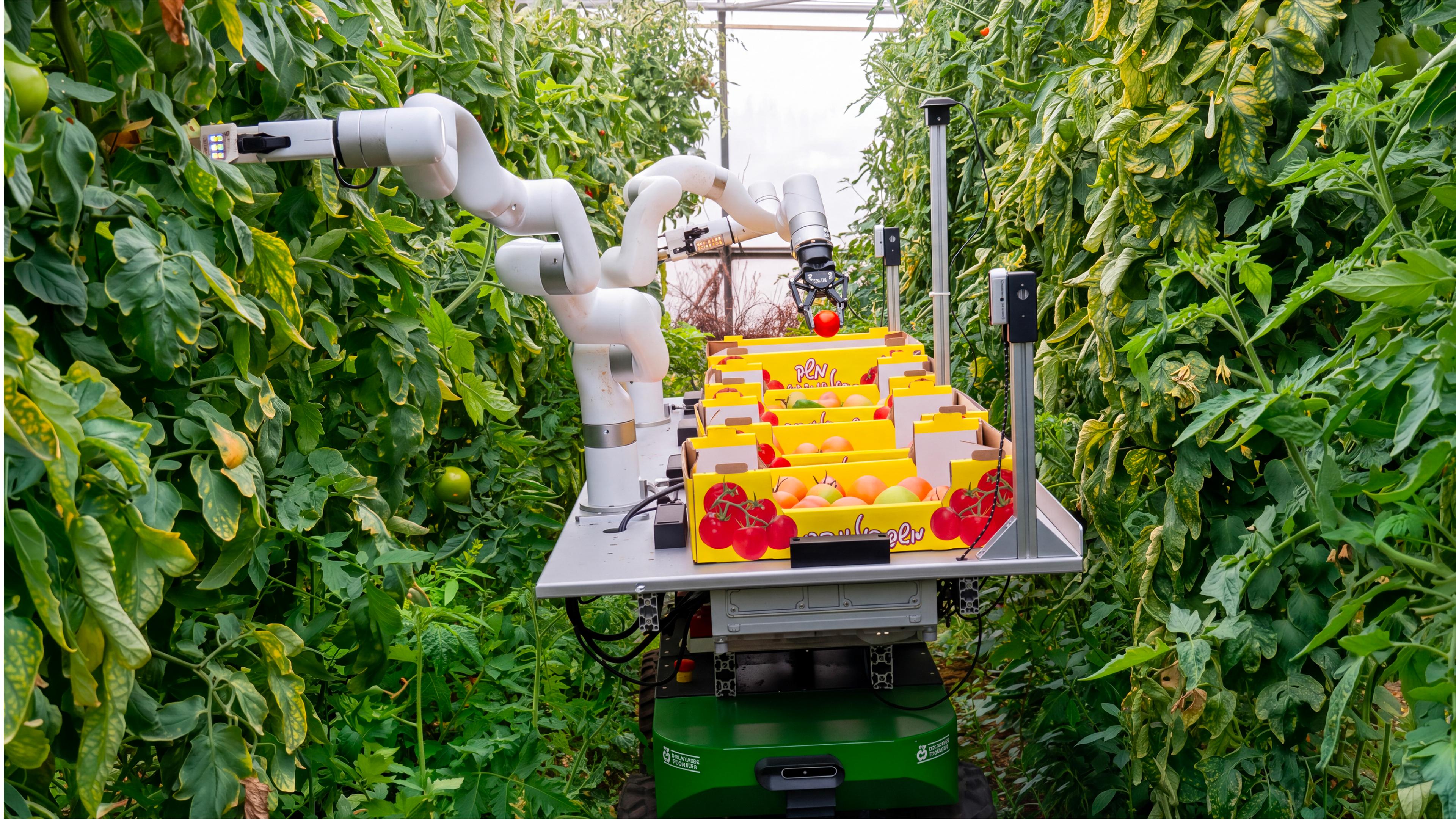 A robot tending to tomato plants in a greenhouse, showcasing automation in agriculture.