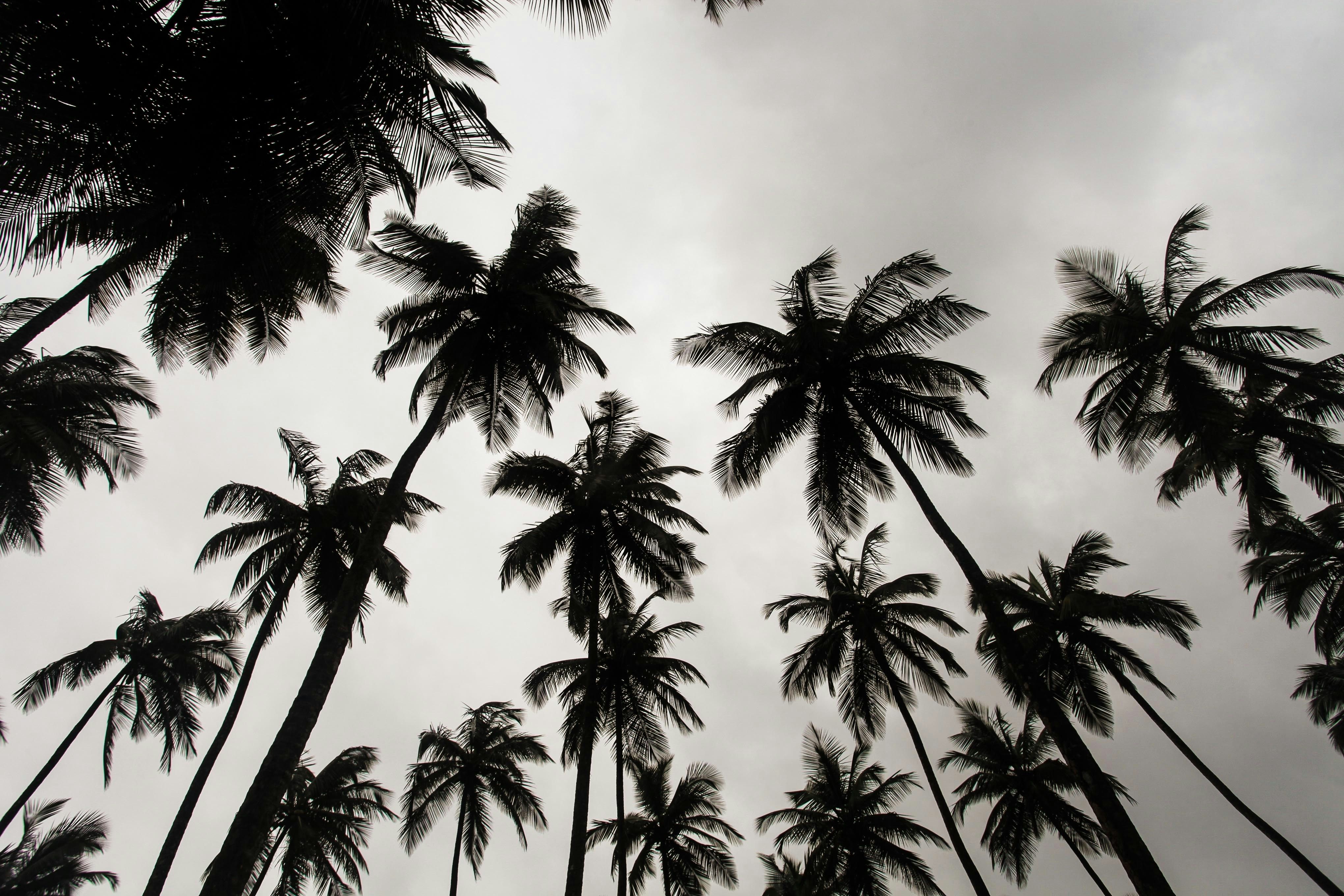 Palm Trees in Monrovia, Liberia