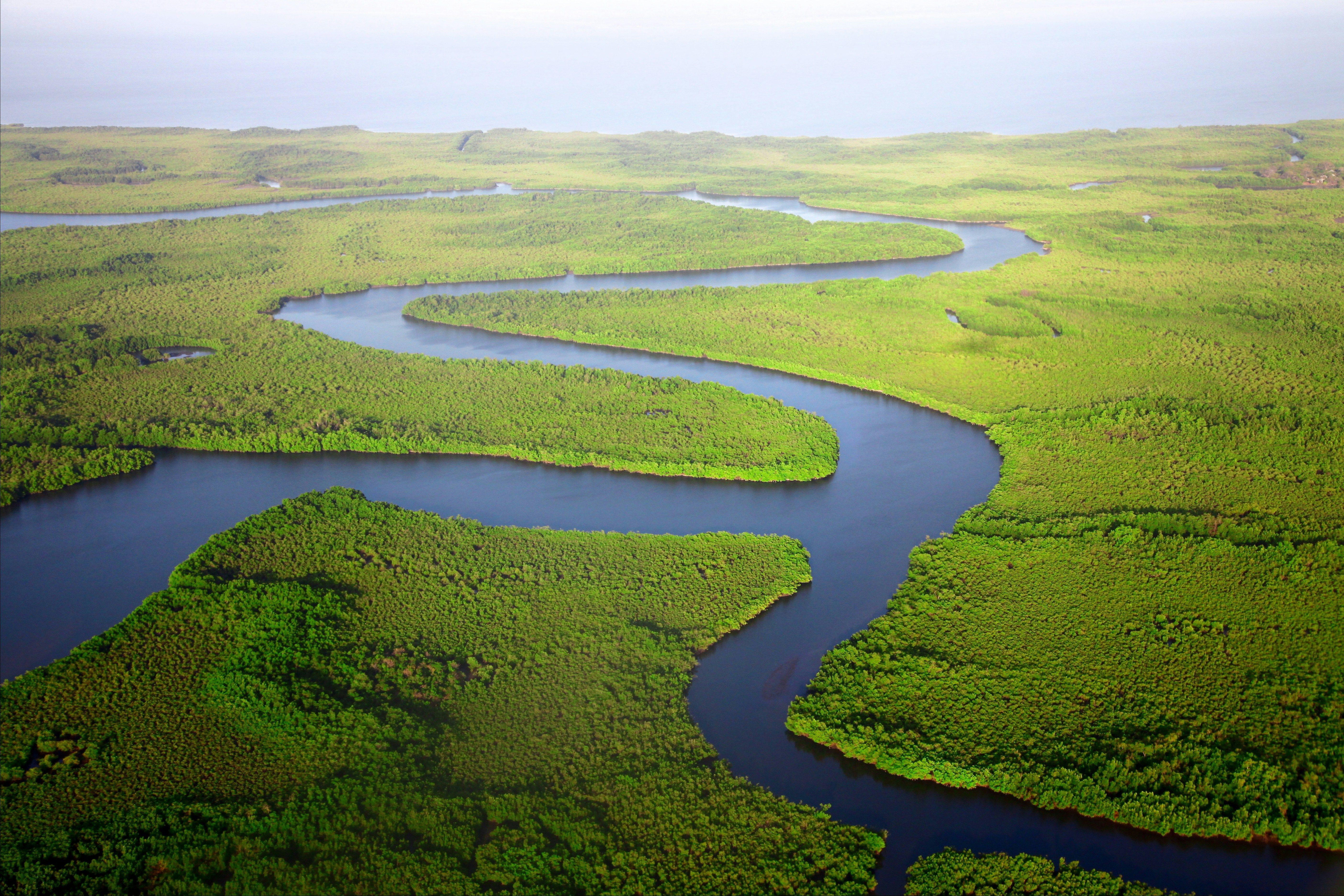 Virgin forests around a river