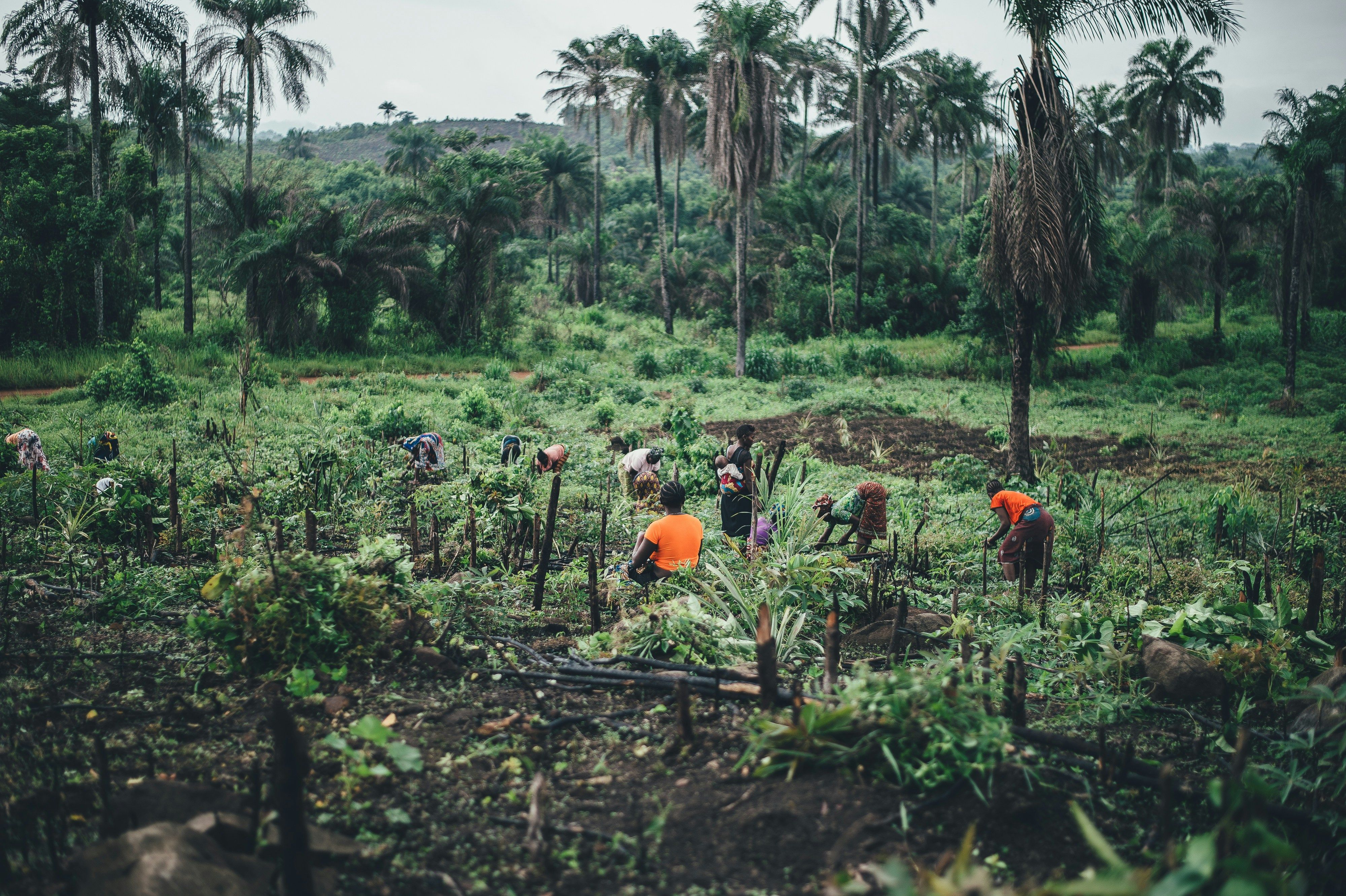 people planting near coconut trees in Sierra Leone