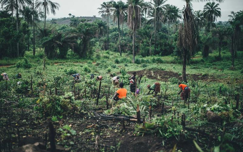 people planting near coconut trees in Sierra Leone