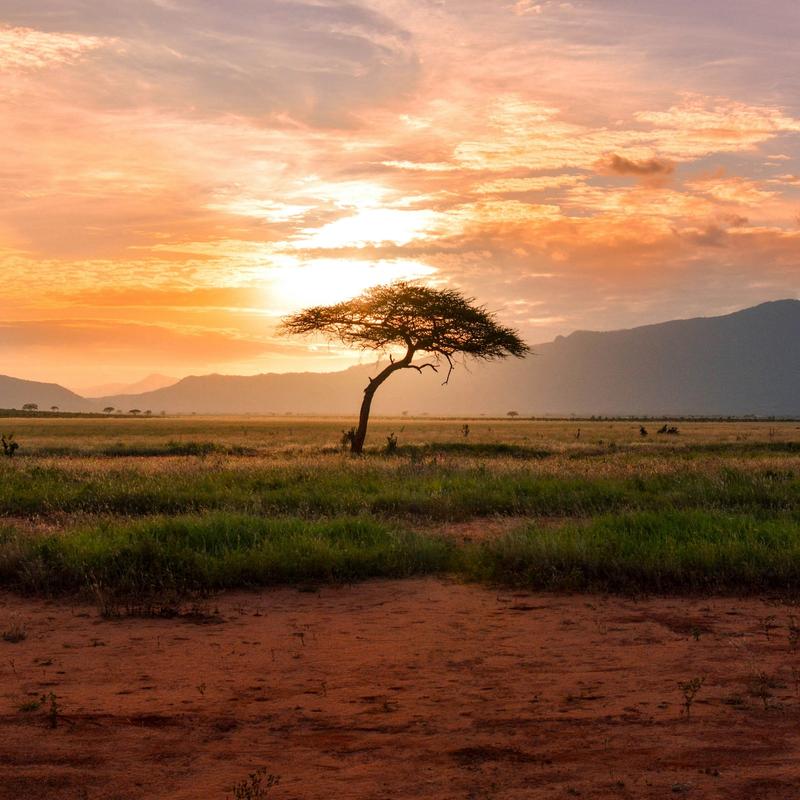 Sunset tree in Kenya Safari, Africa