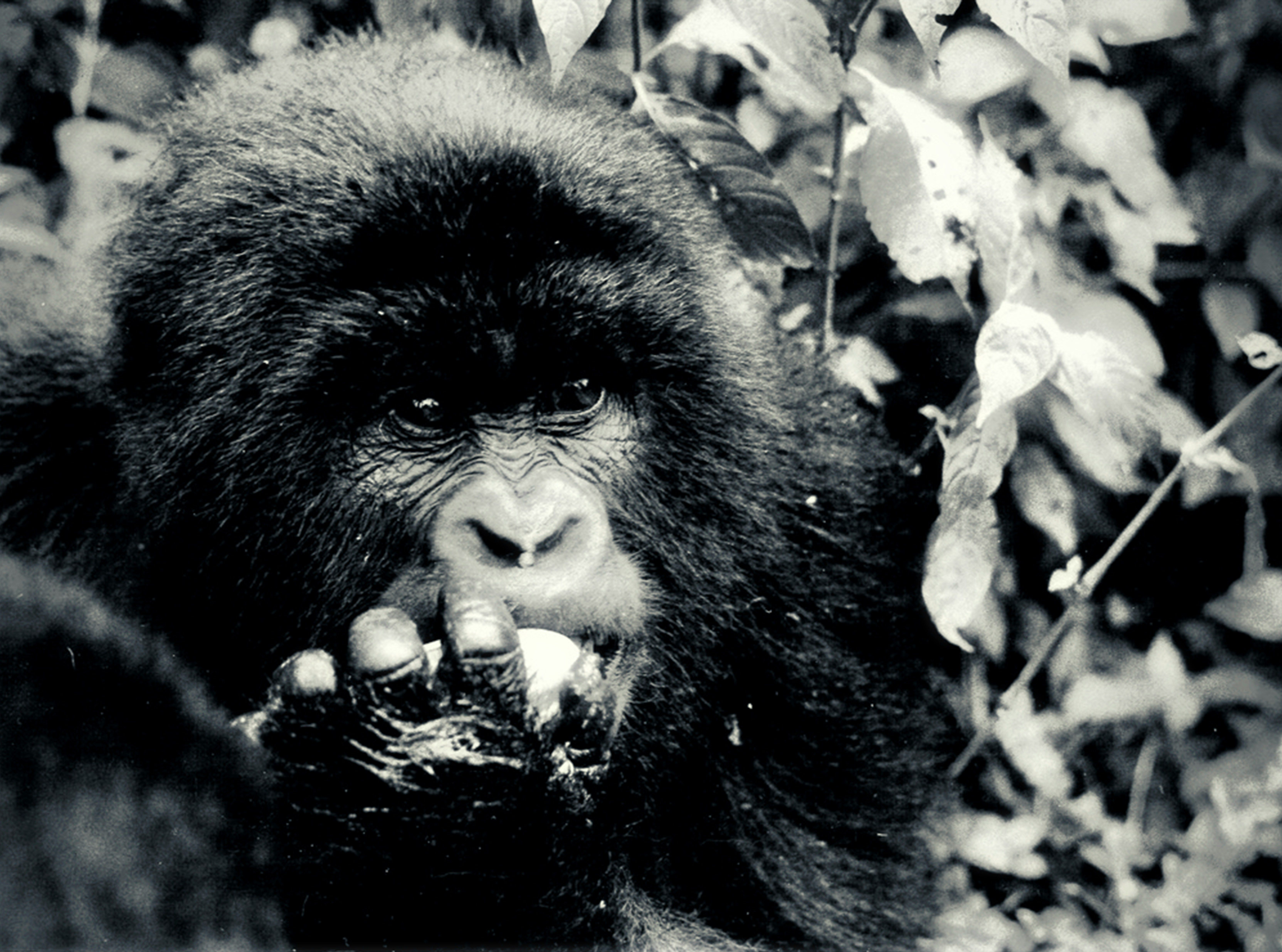 A young mountain gorilla. Djomba (Congo) at the volcan Sabinyo. 1991 - Parc National des Virunga made by rouichi / switzerland