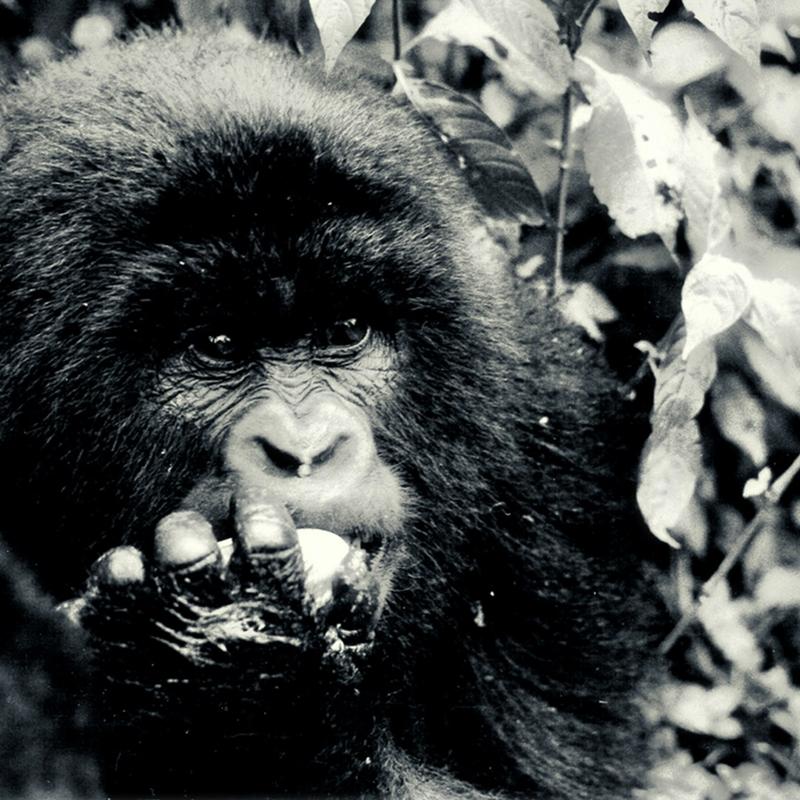 A young mountain gorilla. Djomba (Congo) at the volcan Sabinyo. 1991 - Parc National des Virunga made by rouichi / switzerland