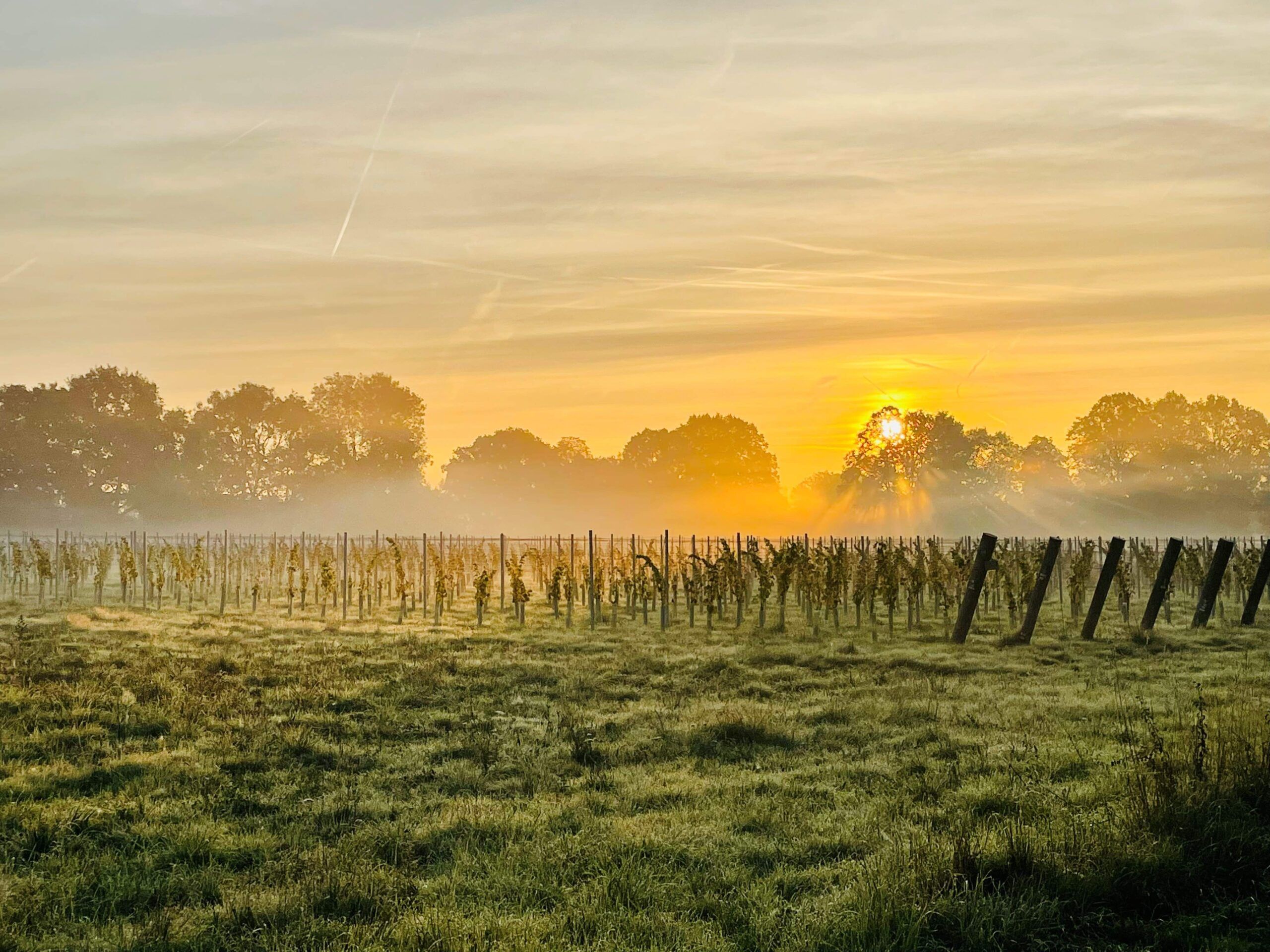 Doug Wregg: what to expect at Real Wines in the Vines tasting