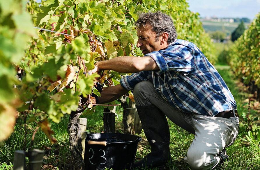 Bordeaux’s Christophe Chateau on region’s ‘difficult’ 2021 harvest