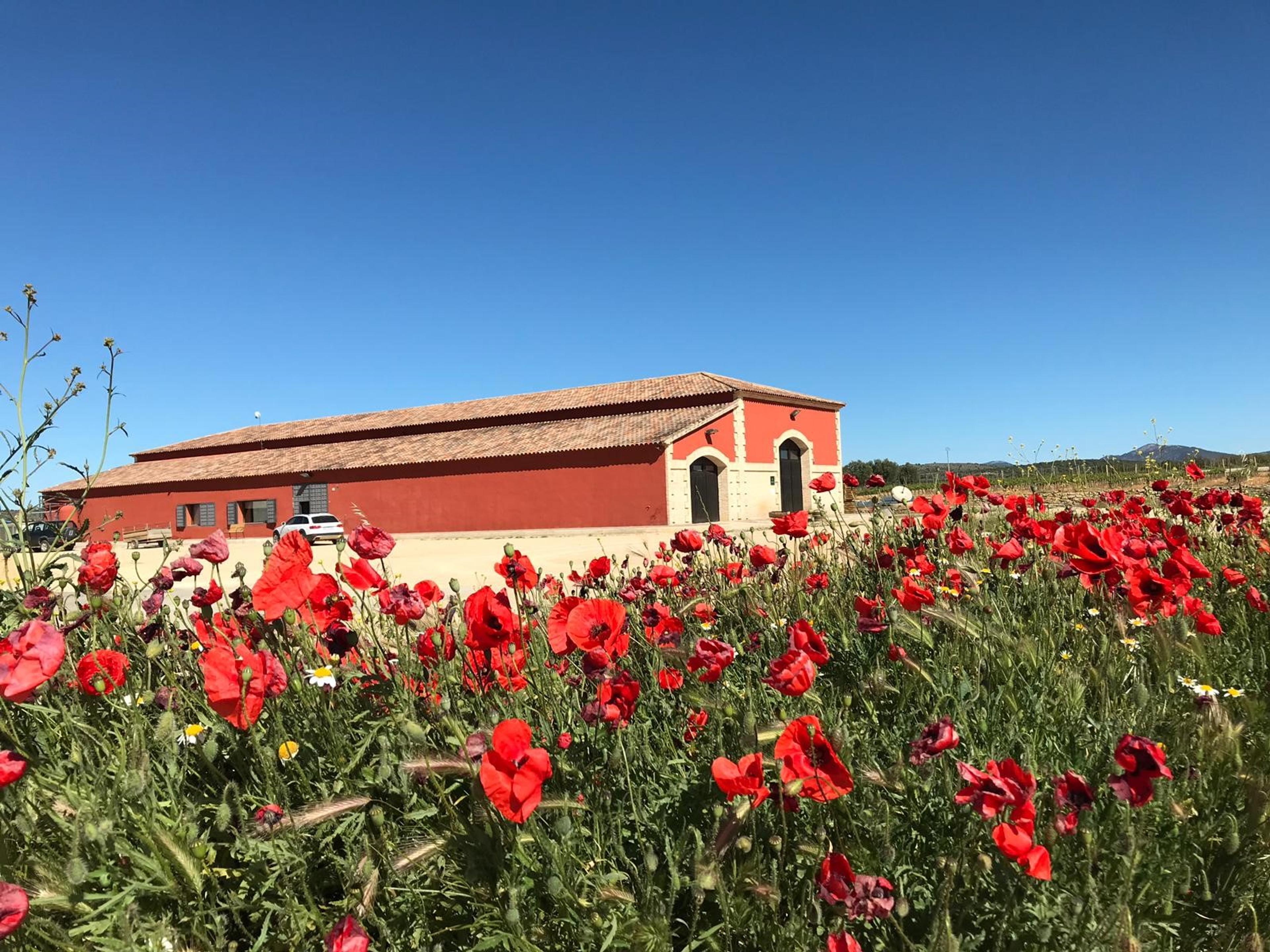 Altolandon & making Spanish wine on the 'edge of what's possible’