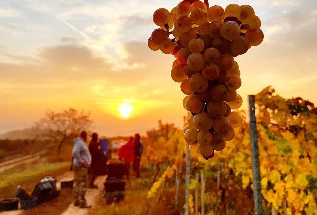 Why Hungarian wine is set for a  new dawn