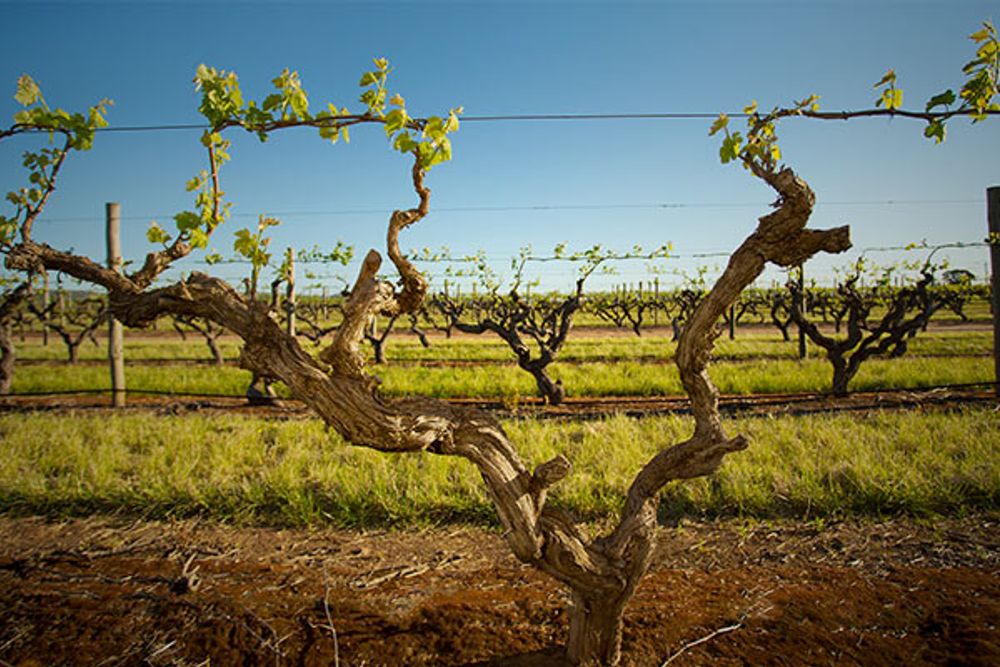 2020 Old Bastard Shiraz