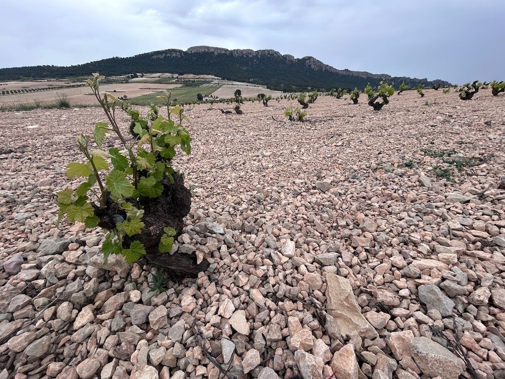 Gil Family Estates
