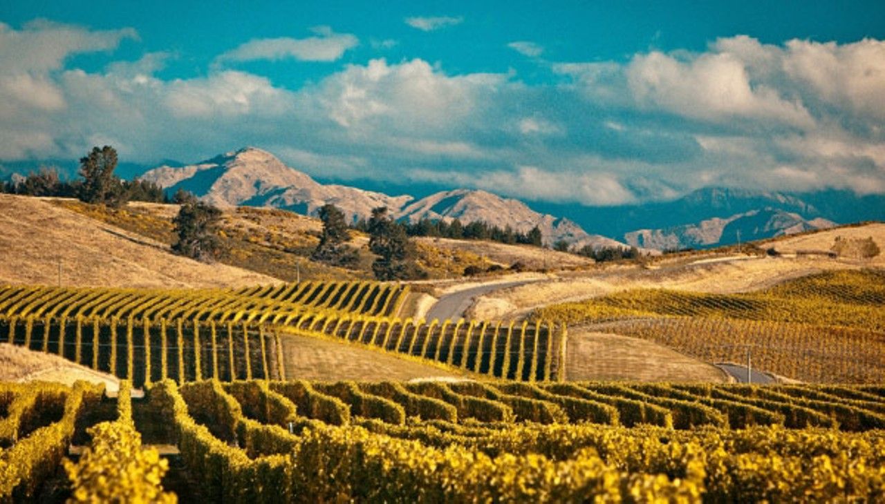Mud House’s Jack Glover on big times ahead for NZ Pinot Gris