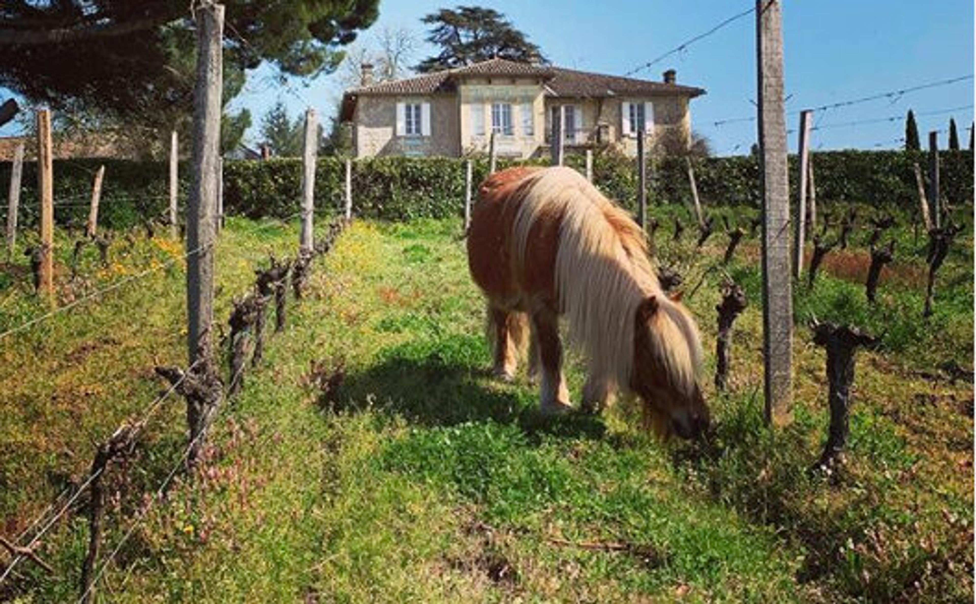 Jessica Broadbent on Bordeaux’s more sustainable future