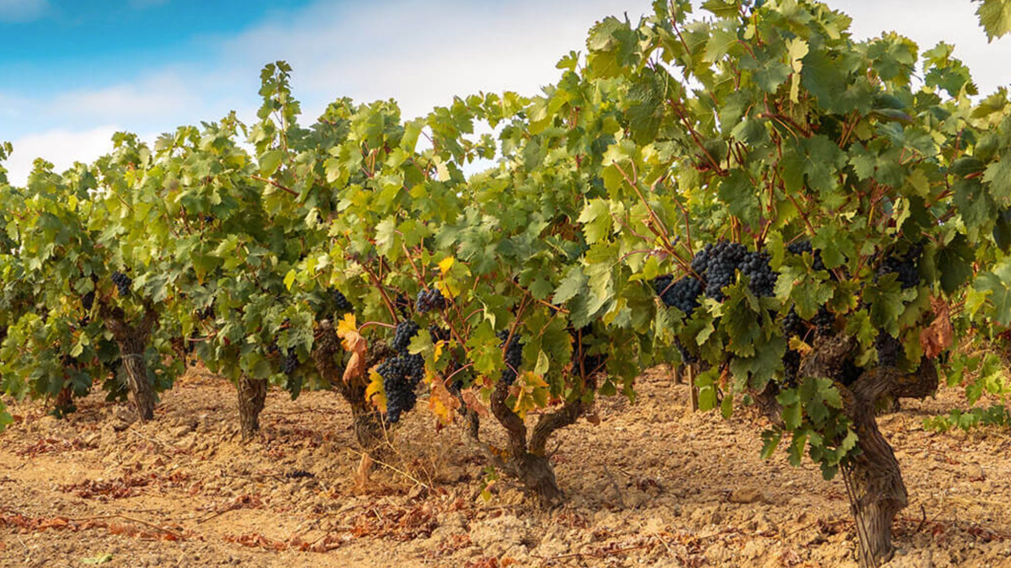 Ribera del Duero wines explained through a tour of the terroirs