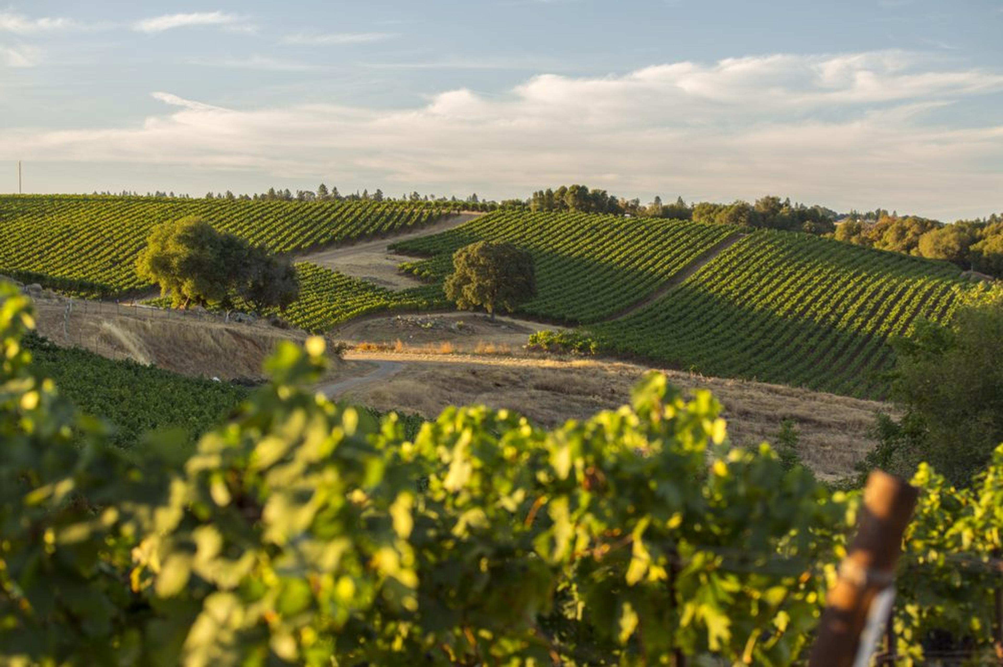 Rombauer Vineyards: How Gallo is exporting the Californian dream