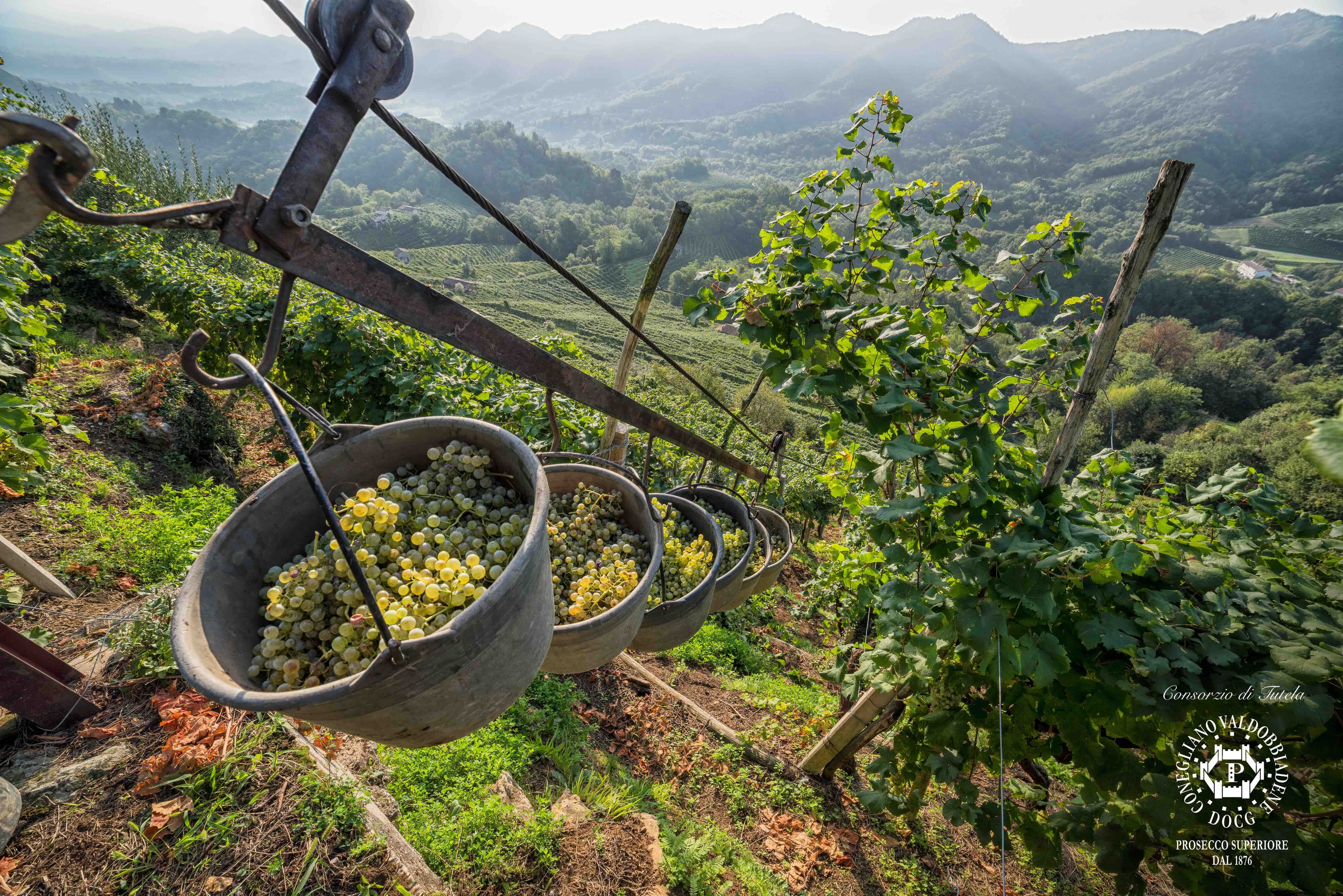 IWSC Judging: Why buyers should head for Prosecco Superiore DOCG