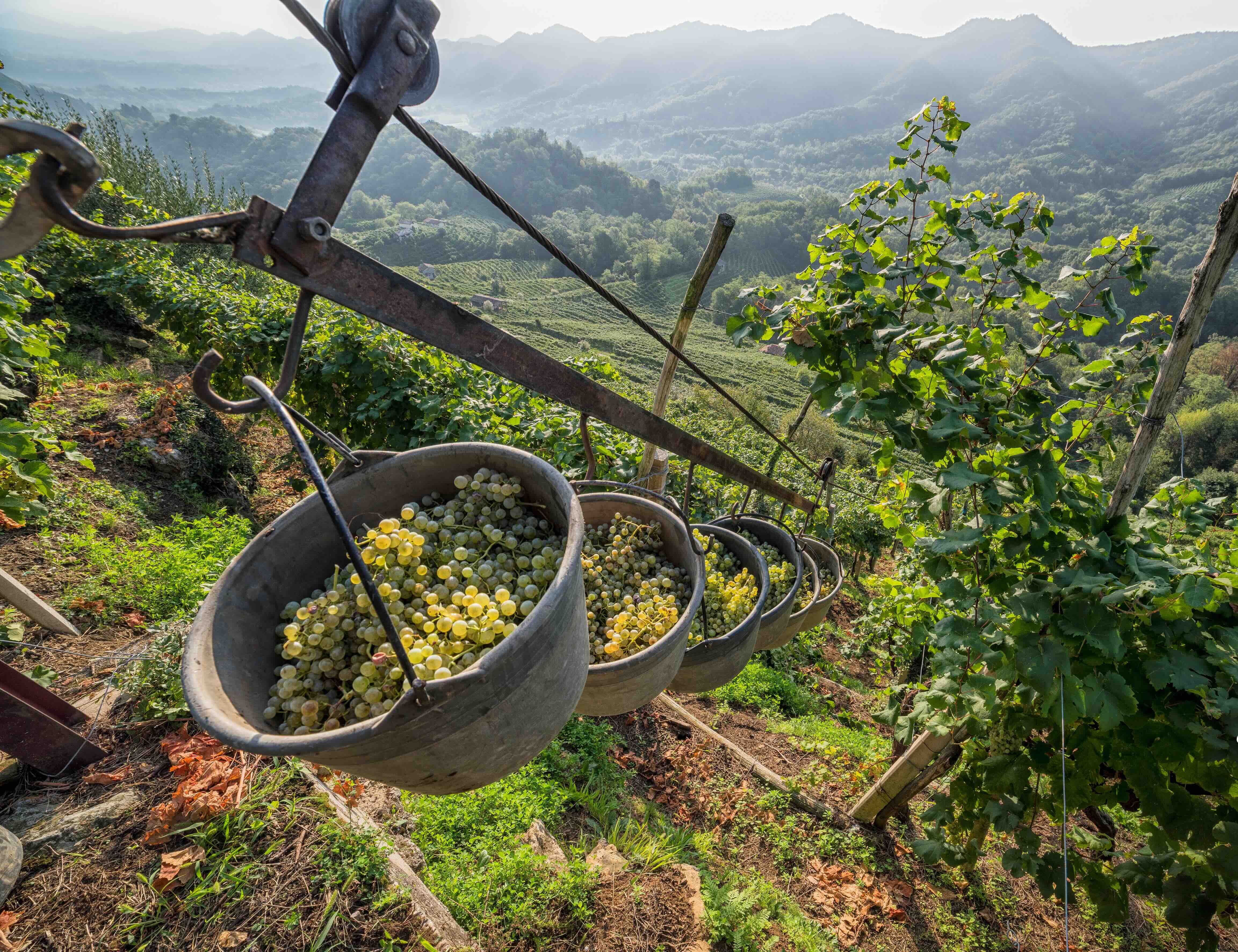 Fizzy Fest & promoting fine wine future for Prosecco Superiore DOCG    
