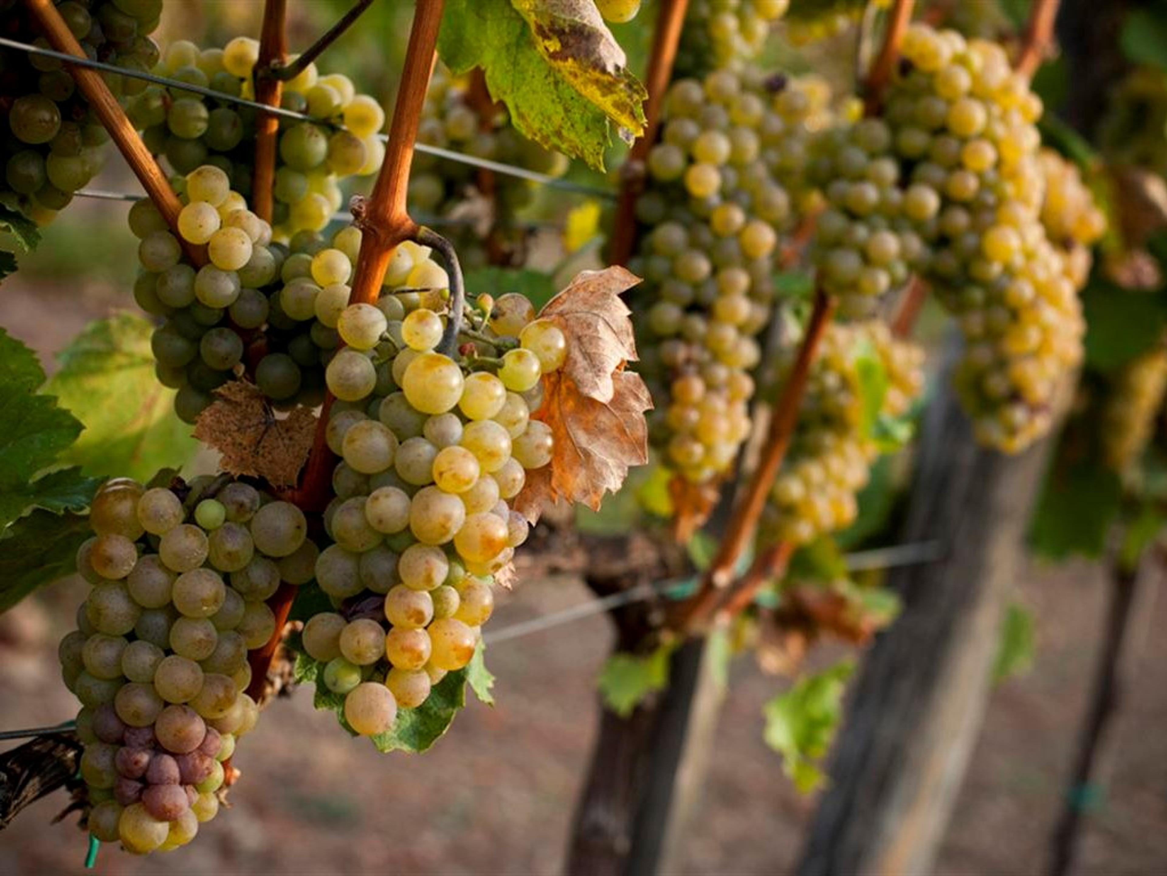 Analysing 12 Riesling from Clare, Alsace, Mosel & Washington