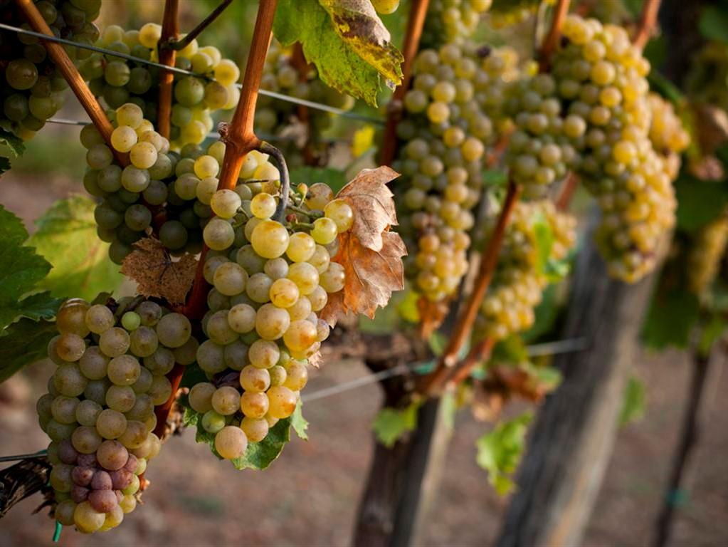 Analysing 12 Riesling from Clare, Alsace, Mosel & Washington